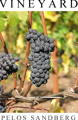 Pelos Sandberg Vineyard