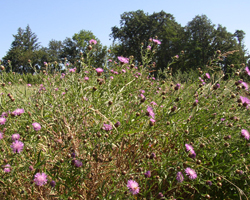 Thistle