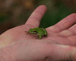 Frog