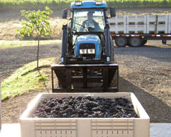 Harvest and "Crush"