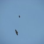 Pair of hawks