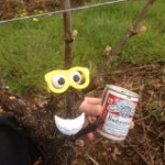 The vines at PSV will be having "budbreak" all week.  Seriously,  it happens this way every year! 4/14/13