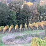 Abino rows