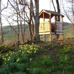 Wild daffodils