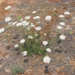 Wild carrots