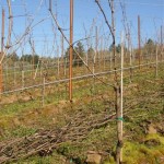Post pruning