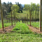Baby Tonka vines