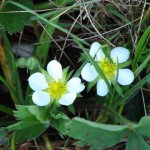 Wild strawberries