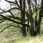 Scrub oak