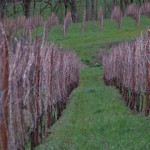 Winter vines