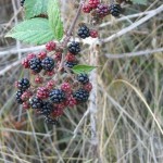 Blackberries