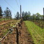 Bud Break 09 Yiayia Block