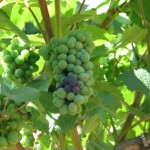 Veraison