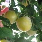 Juicy plums