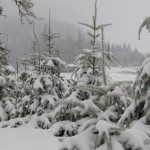 Quite the snow-covered trees