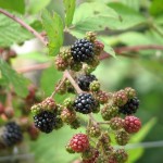 Tasty blackberries