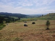 Looking SW on new block shortly after being cleared of blackberries,scotch broom, wild roses and scrub oaks.