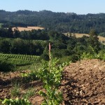 Pelos Sandberg Vineyard