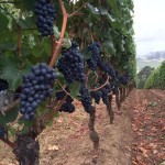 pinot on the vines