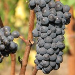 Pelos Sandberg Vineyard Grapes