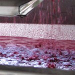 iOTA Cellars wine