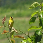 goldfinch